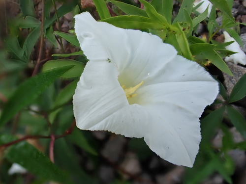 Distimake macrocalyx, photograph 3