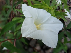 author not stated, no rights reserved Distimake macrocalyx, photograph author not stated, no rights reserved