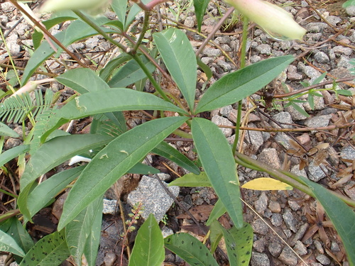 Distimake macrocalyx, photograph 4
