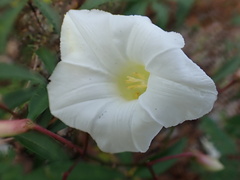 Distimake macrocalyx, photograph author not stated, no rights reserved