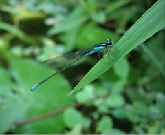 Acanthagrion