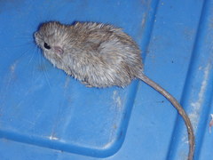 Chaetodipus baileyi