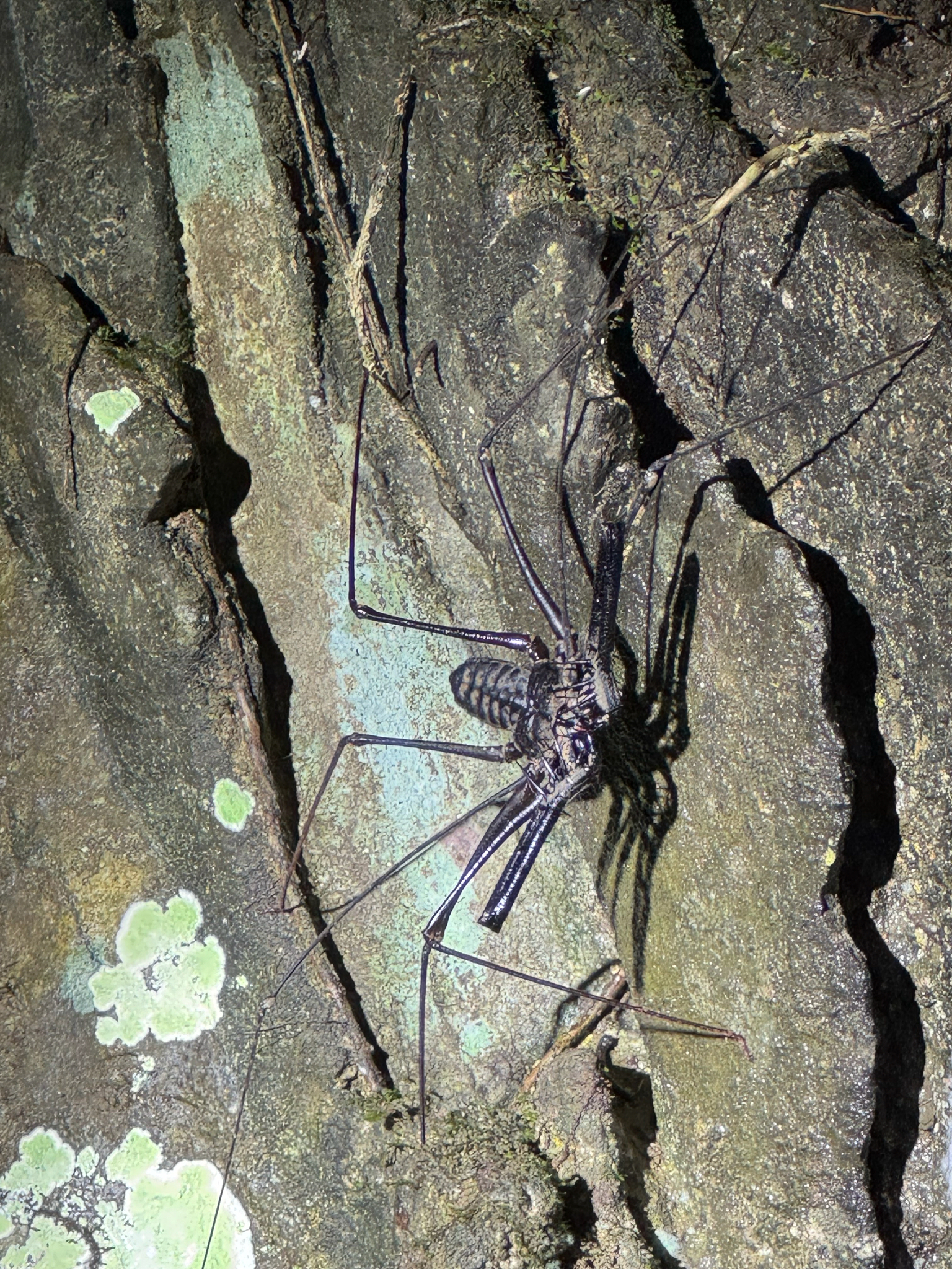 Heterophrynus batesii (Butler, 1873)