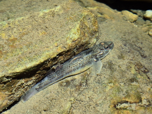Amur goby (Rhinogobius brunneus) — Gobiidae