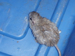 Chaetodipus baileyi