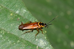 Pseudomops
