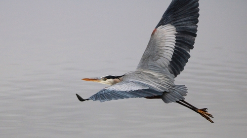 Great Blue Heron