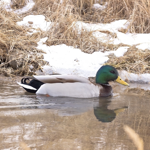 Mallard