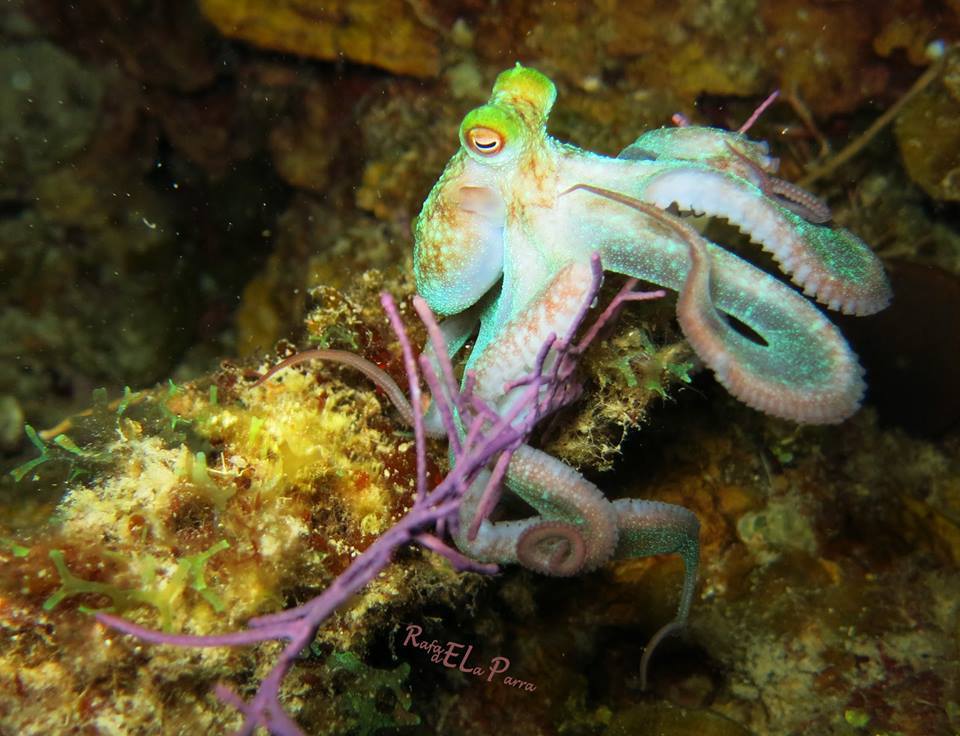 Photo of Caribbean reef octopus (Octopus briareus)