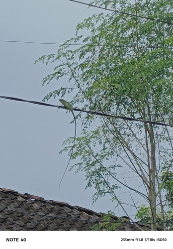 Bronchocela jubata