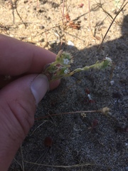 Cryptantha leiocarpa