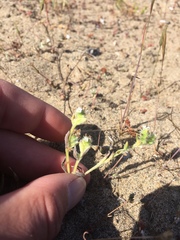 Cryptantha leiocarpa