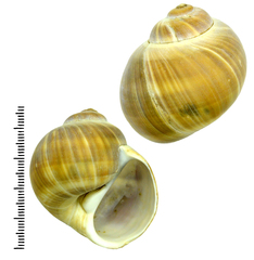 Cryptonatica andoi