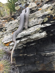 Galvarinus chilensis