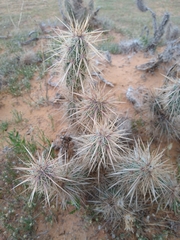 Grusonia
