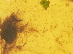 Xanthocnemis zealandica