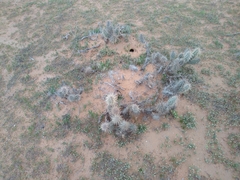 Grusonia