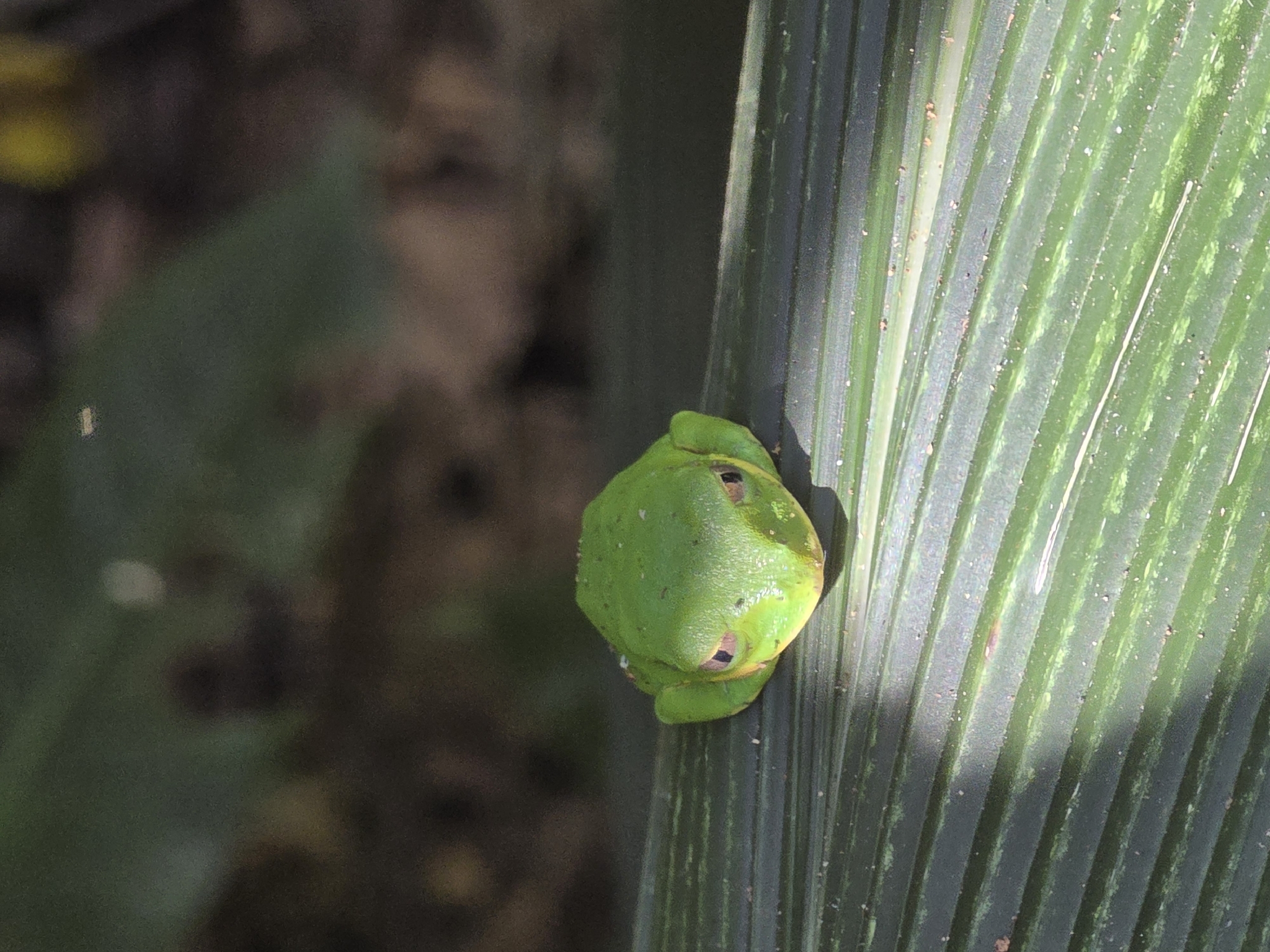 Leptopelis natalensis (Smith, 1849)