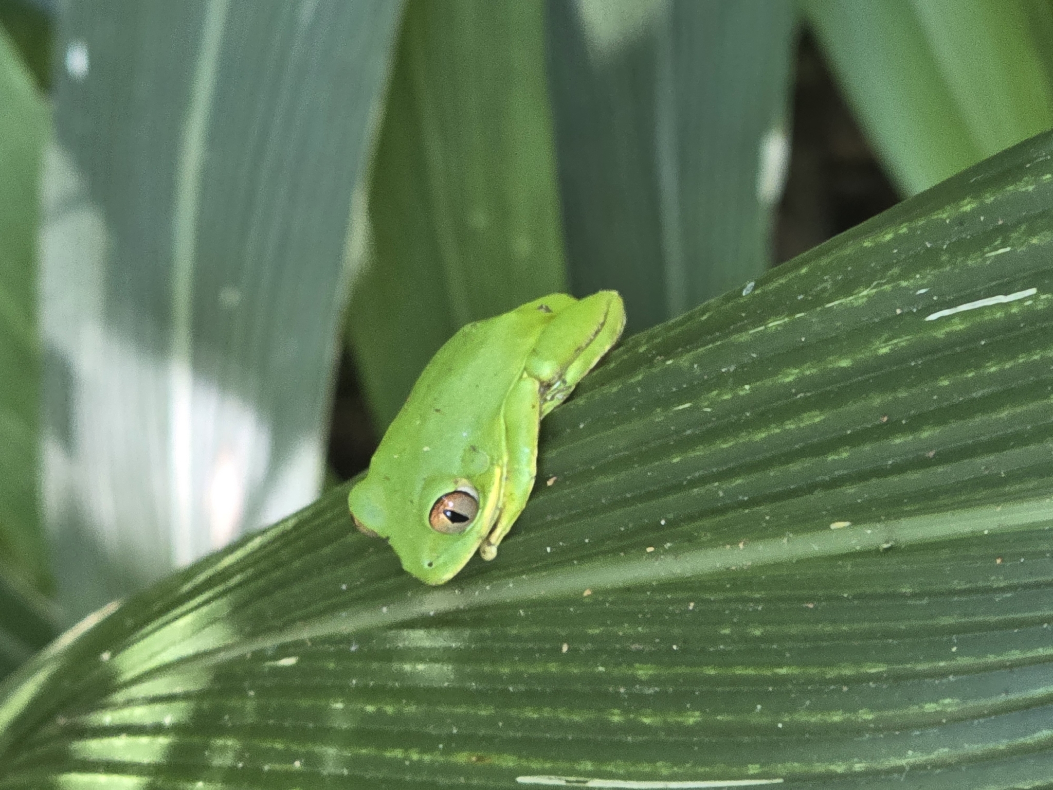 Leptopelis natalensis (Smith, 1849)