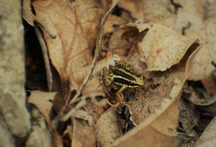 Epipedobates anthonyi