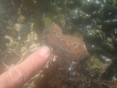 Alloiodoris lanuginata