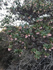 Arctostaphylos pajaroensis