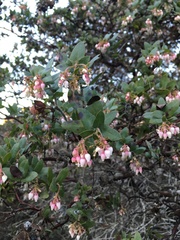 Arctostaphylos pajaroensis