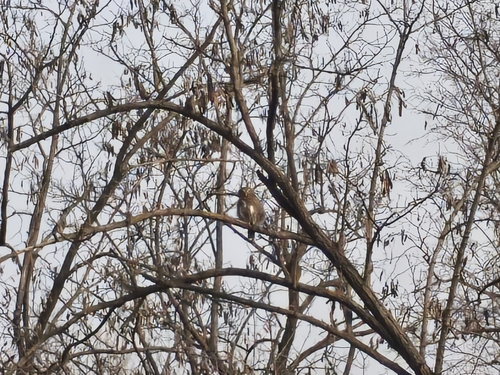 Asian Barred Owlet