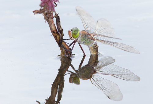 Lesser Emperor, Tilburg, NL-NB, NL, photo 8 of 10