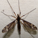 Sooty Crane Fly - Photo (c) Lee Elliott, some rights reserved (CC BY-NC-SA), uploaded by Lee Elliott