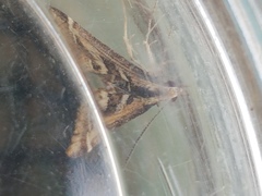 Diasemia grammalis