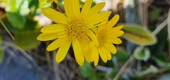 Senecio lautus