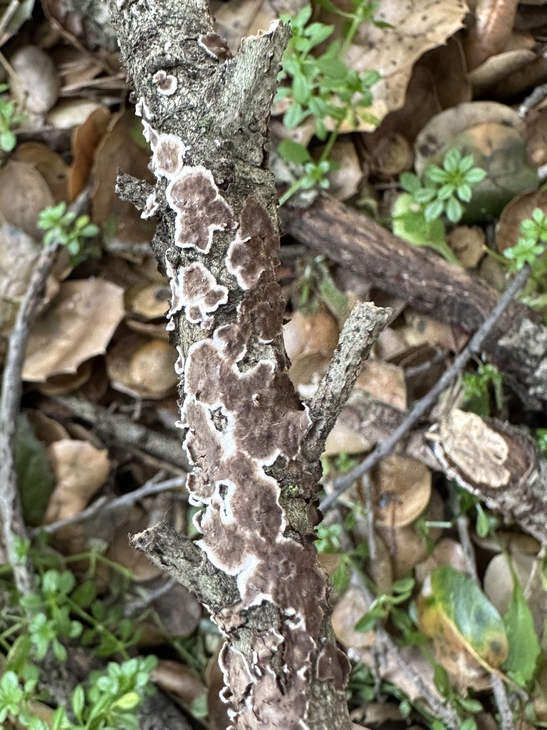 Peniophora albobadia · February 2026 · photo: © irinamitine (iNaturalist, cc-by)