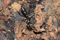 Pachycondyla crassinoda