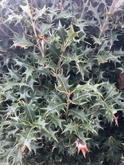 Ilex aquifolium