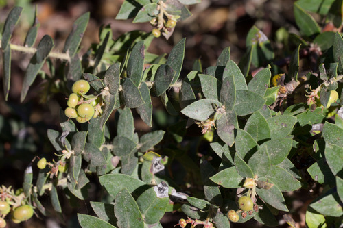 Pajaro Manzanita (Arctostaphylos pajaroensis)