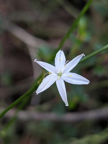 Caesia parviflora, photograph 5