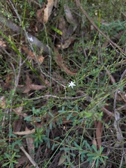 Caesia parviflora, photograph (c) Corin, some rights reserved (CC BY)
