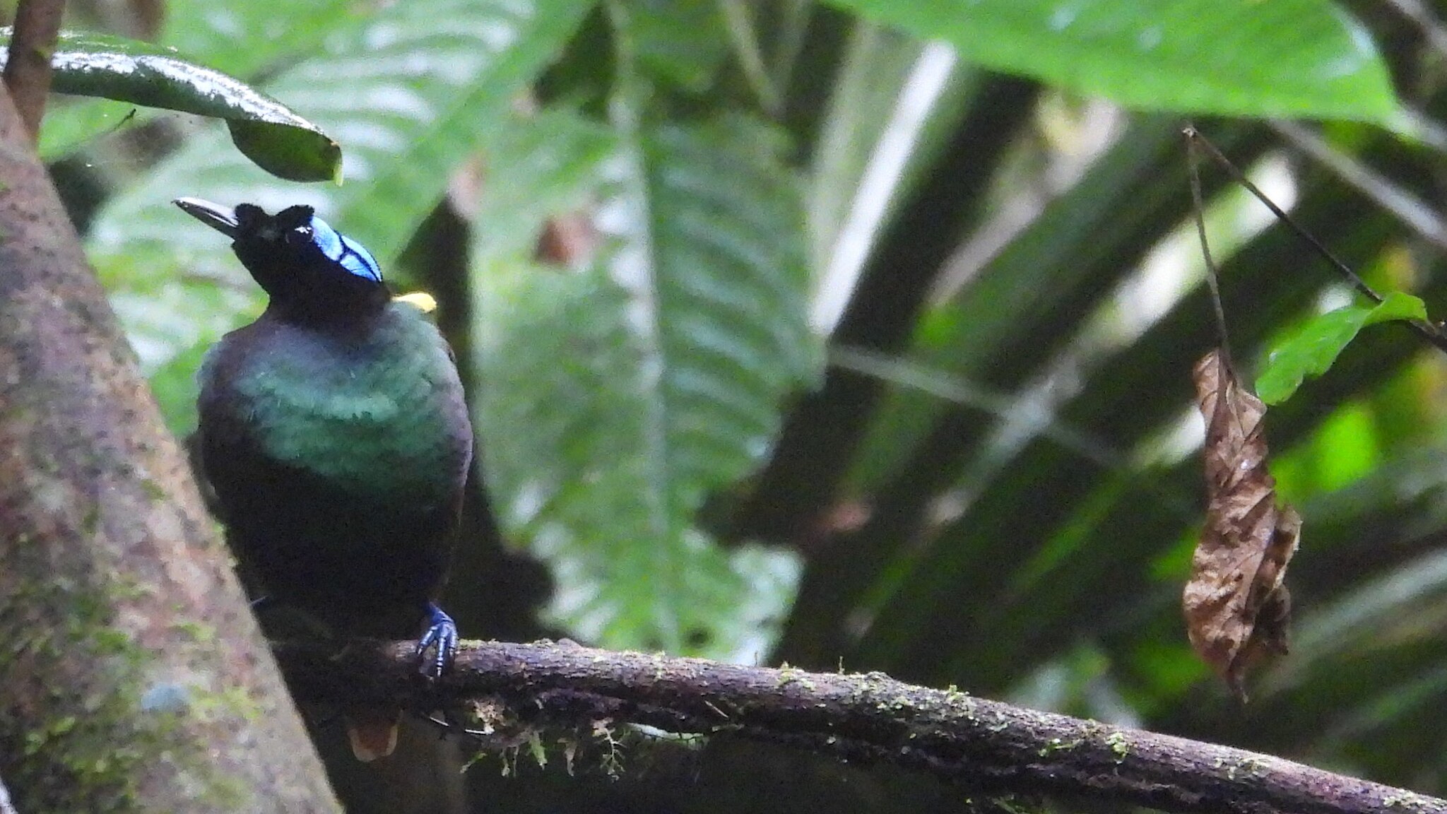Wilson's Bird-of-paradise (Diphyllodes respublica), photo 3