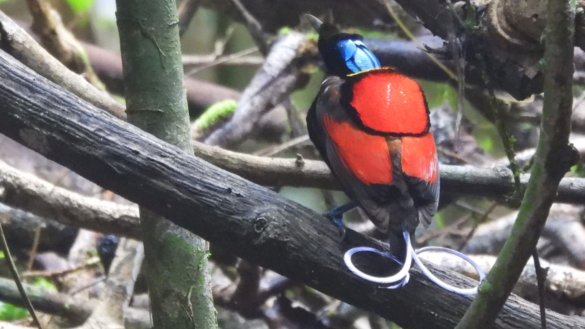 Wilson's Bird-of-paradise (Diphyllodes respublica), photo 4