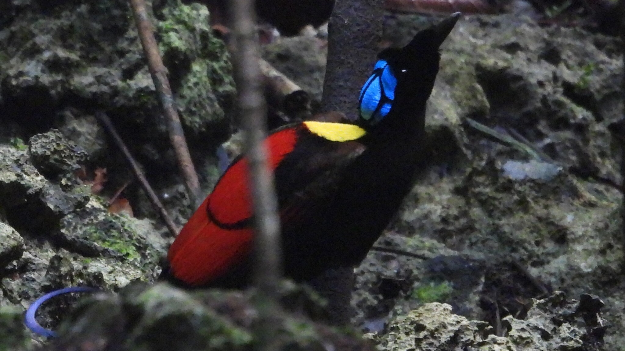 Wilson's Bird-of-paradise (Diphyllodes respublica), photo 2