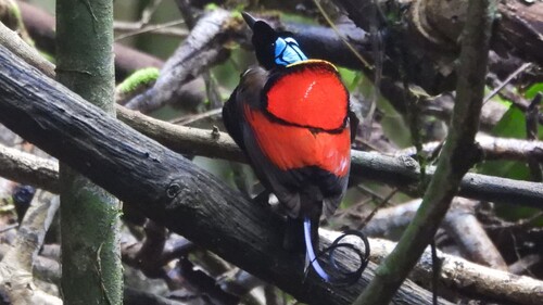 Wilson's Bird-of-paradise (Diphyllodes respublica), photo 10