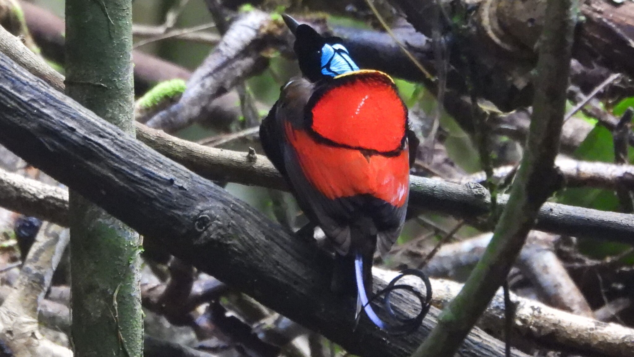 Wilson's Bird-of-paradise (Diphyllodes respublica), photo 5