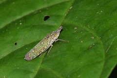 Ichthyobelus bellicosus