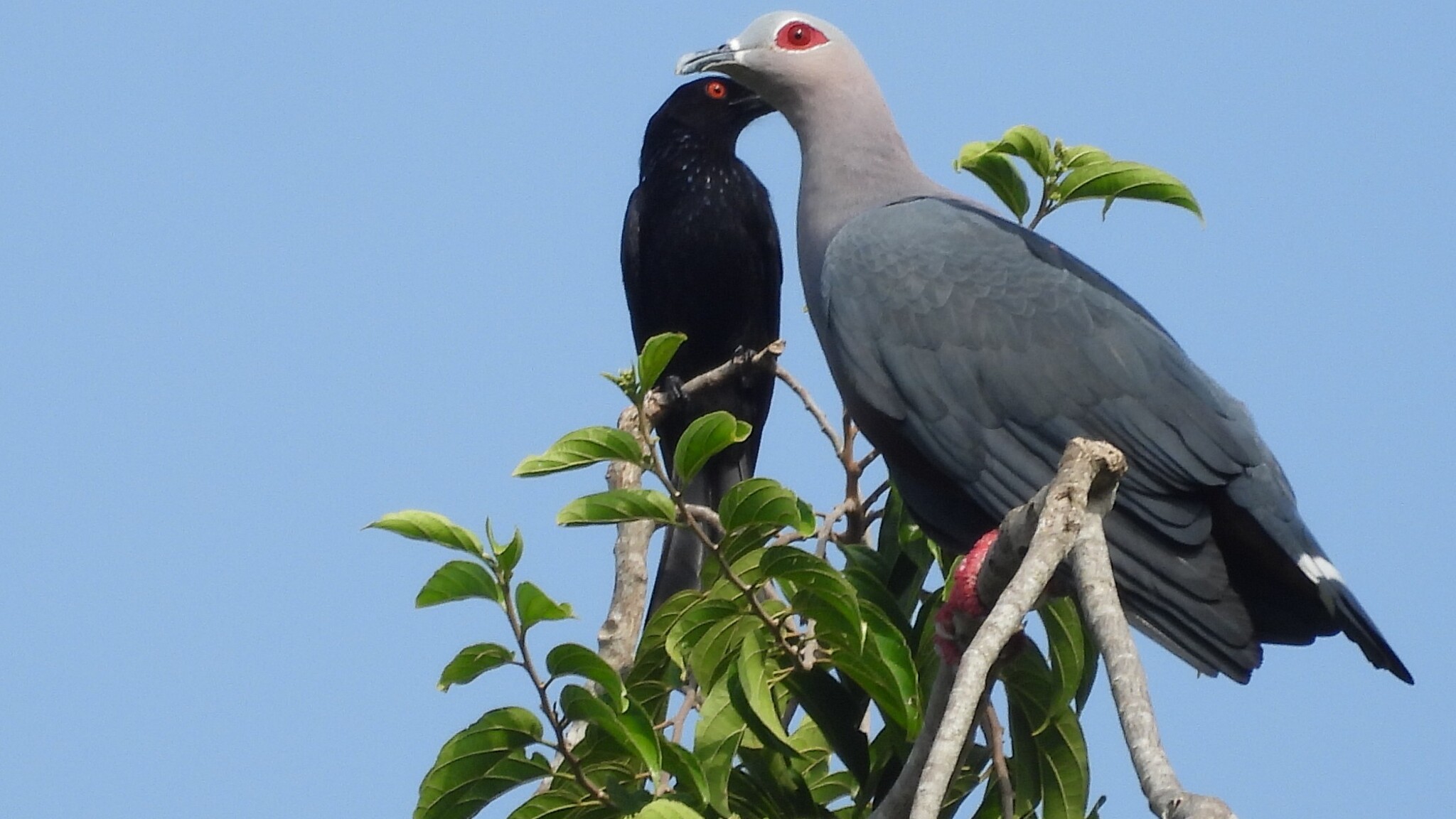 Pinon's Imperial Pigeon (Ducula pinon), photo 1