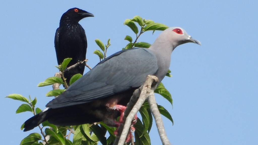 Spangled Drongo (Dicrurus bracteatus)