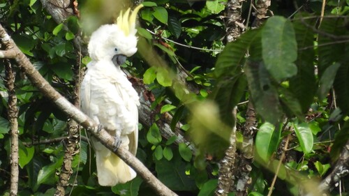 Cacatua galerita