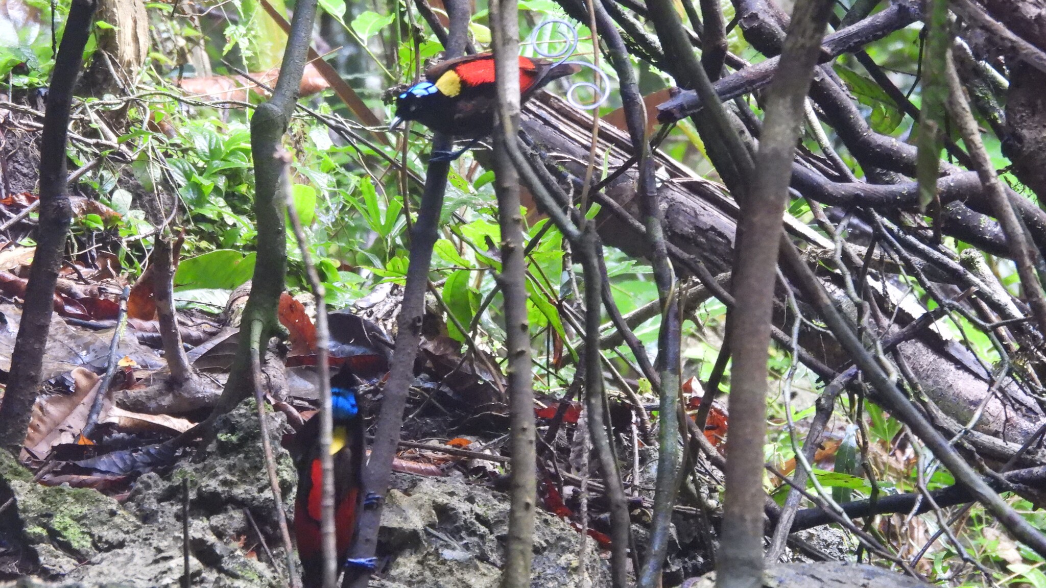 Wilson's Bird-of-paradise (Diphyllodes respublica), photo 6