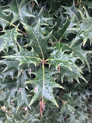 Ilex aquifolium