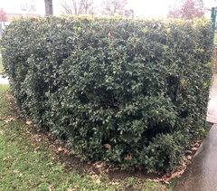 Ilex aquifolium